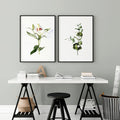 Two framed botanical prints serving as professional office wall art above a trestle desk